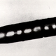 Image for article titled Cigar-Shaped "Mothership" Plunges Argentinian Town Into A Blackout